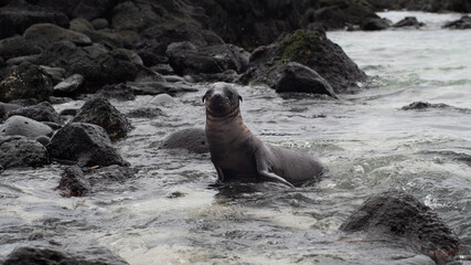 galapagos sea lion baby on beach