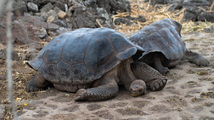 galapagos giant tortoise