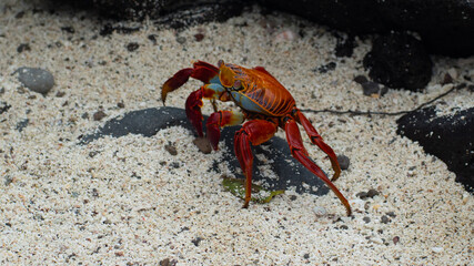 Sally lightfoot crab on volcanic rock, Galapagos islands