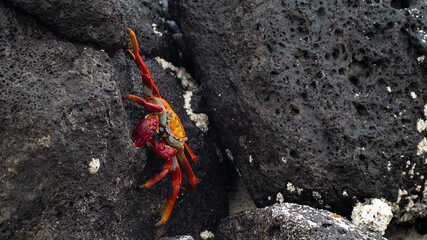 Sally lightfoot crab on volcanic rock, Galapagos islands
