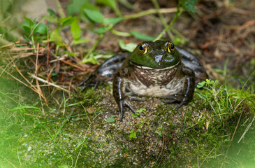 Large female bullfrog from Massachusetts 