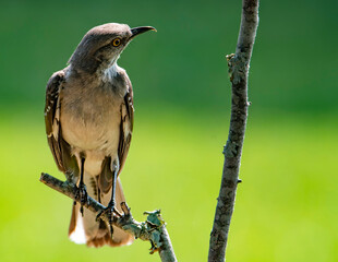 Mockingbird