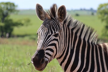 Fototapeta na wymiar Zebra, Rietvlei, Pretoria, South Africa