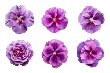 Foto op Plexiglas Selection of various purple flowers isolated on transparent background © degungpranasiwi