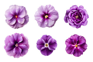 Selection of various purple flowers isolated on transparent background