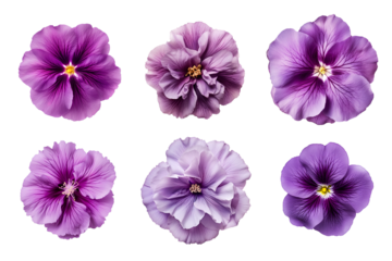 Selection of various purple flowers isolated on transparent background