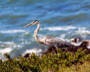 Heron on the Beach 2