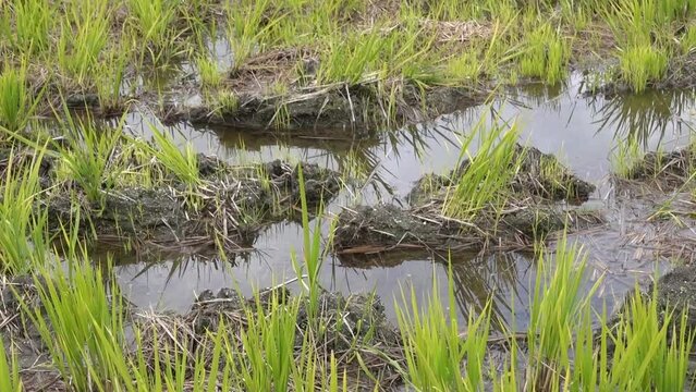 荒れた田んぼの風景