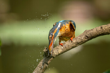 common kingfisher perched on a branch with a fish