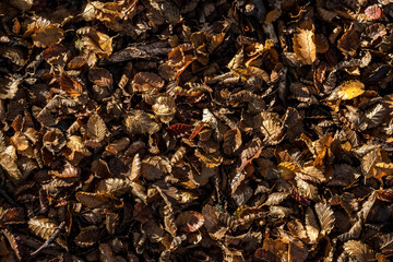 Autumn beech leaves on the ground.