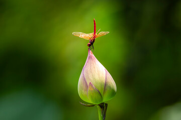 Dragonfly on the lotus flower