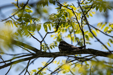 Common Nighthawk (Chordeiles minor) Roosting on Tree