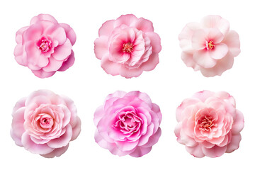Selection of various pink flowers isolated on transparent background