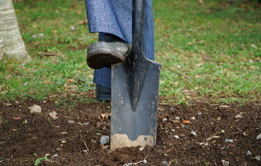 A front-facing view of a person using a shovel to dig a hole in the soil, preparing the ground for planting and tending to their garden with enthusiasm
