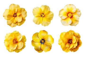 Selection of various yellow flowers isolated on transparent background - Powered by Adobe