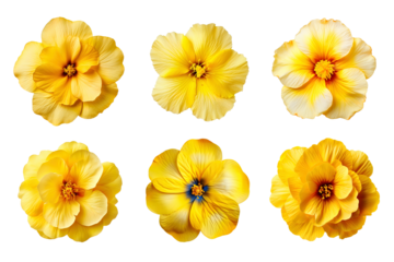Selection of various yellow flowers isolated on transparent background