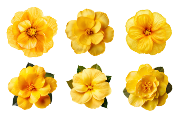 Selection of various yellow flowers isolated on transparent background