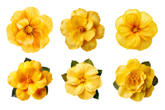 Selection of various yellow flowers isolated on transparent background