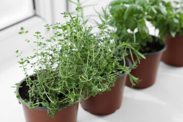 Different fresh potted herbs on windowsill indoors, closeup