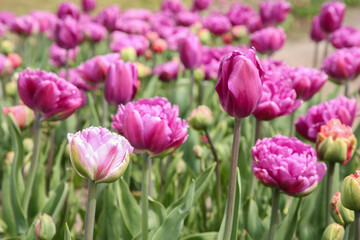 Beautiful colorful tulip flowers growing in field © New Africa