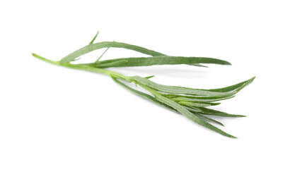 Fototapeta premium One sprig of fresh tarragon on white background