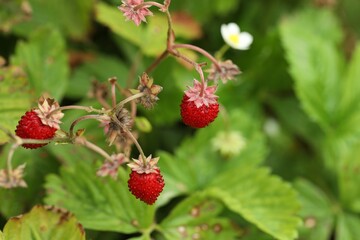 Small wild strawberries growing outdoors, space for text. Seasonal berries