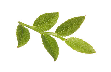 Bilberry twig with fresh green leaves isolated on white