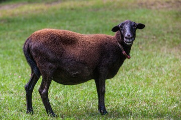 Adult pregnant female sheep ewe.