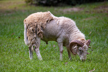 Adult white male ram sheep.