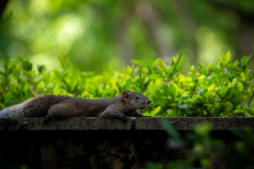 squirrel in the park