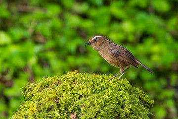 White-browed Shortwing
