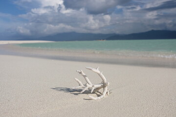 Single piece of intricate dried coral washed ashore a white sandy beach in Bougainville Island,...