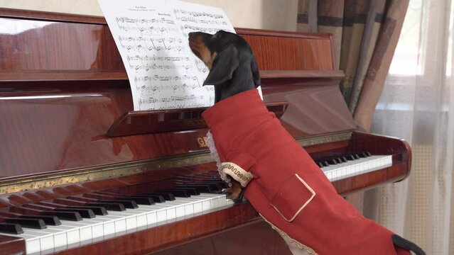 Elegant pianist dog dachshund in camisole sits at piano, look at notes Teaching children to play musical instrument, elite school individual approach edutainment Festive gala concert talented children