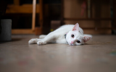 Fototapeta na wymiar White cat lying on the floor and looking at the camera, selective focus