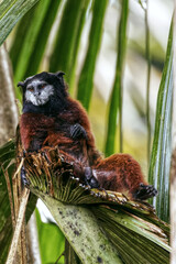 Saddleback tamarin. Leontocebus fuscus