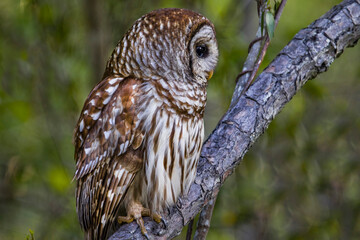 Barred Owl looking towards the right
