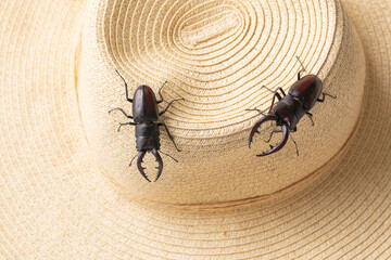 麦わら帽子とクワガタ　stag beetle	