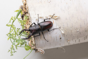 白樺とクワガタ　stag beetle	