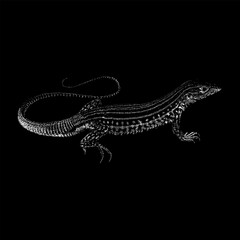 Whiptail Lizard hand drawing vector isolated on black background.