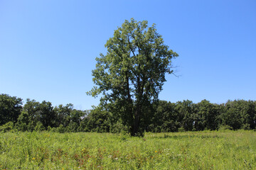 Lone cottonwood tree in a meadow on a cloudless day at Somme Prairie Nature Preserve in Northbrook, Illinois