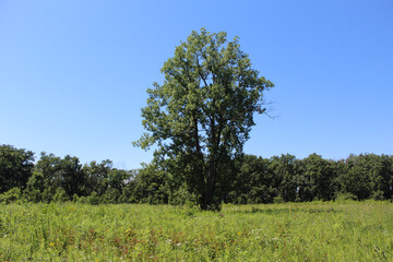 Obraz premium Lone cottonwood tree in a meadow on a cloudless day at Somme Prairie Nature Preserve in Northbrook, Illinois