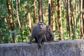 Naklejka na ściany i meble Adult Macaque monkey couple at the Bokor national park 