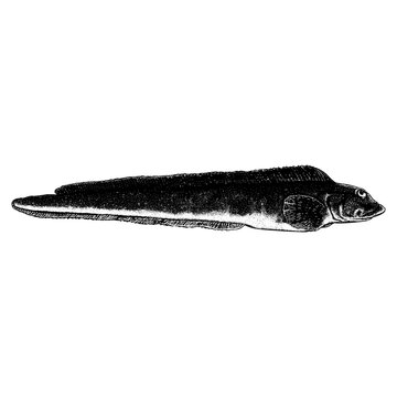 Ocean Pout hand drawing vector isolated on background.