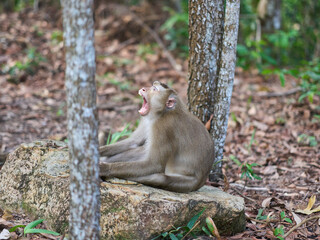 Macaque monkey resting on a rock at the Bokor national park

