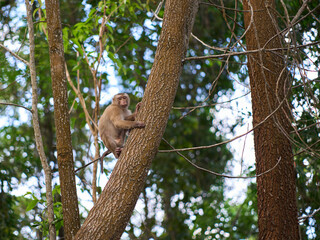 Portrait of a young Macaque monkey on a tree at the Bokor national park
