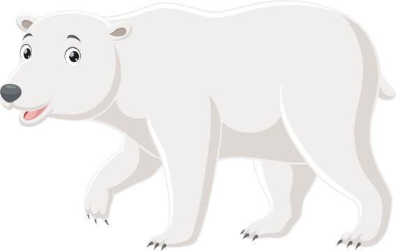Cute polar bear isolated on white background
