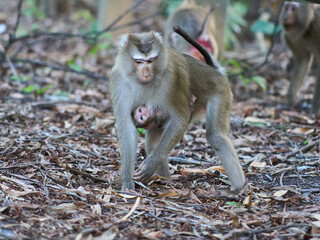 Female  Macaque monkey with her baby at the Bokor national park	