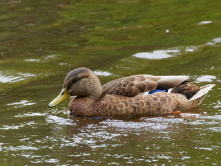 Female Colvert duck