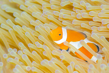 Clown anemonefish - obrazy, fototapety, plakaty