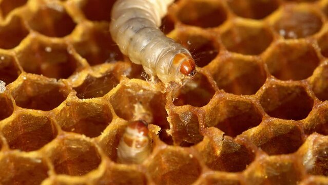 Waxworms are the caterpillar larvae of wax moths. Wax moth a beekeeping pest